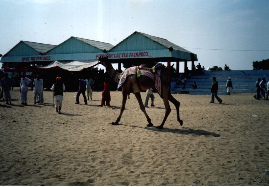 Pushkar camel fair Rajasthan