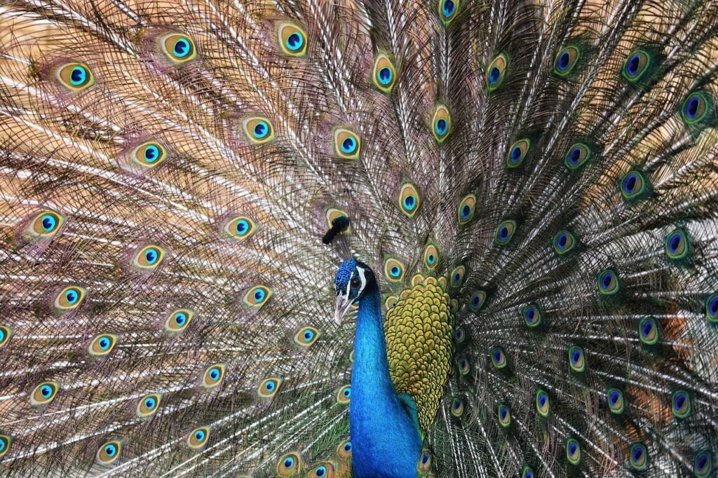 Peacock, the national bird of India, Sightseeing during holidays