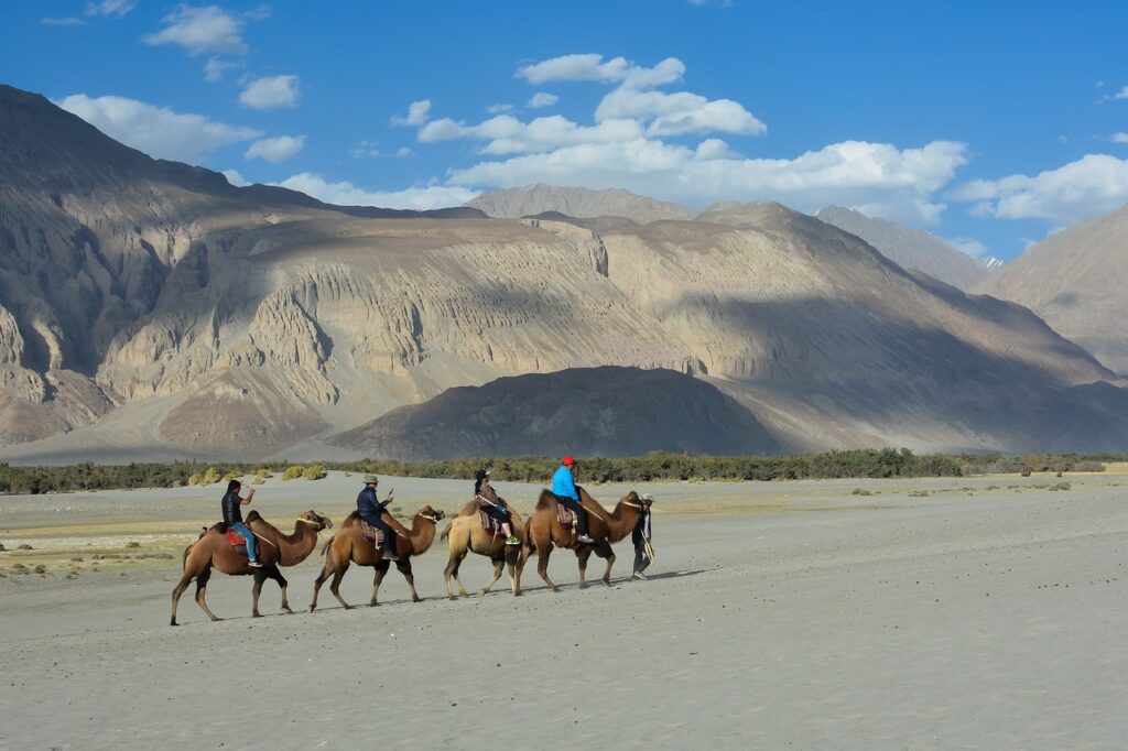 camel, valley, mountain-Ladakh